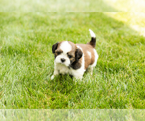 Shih Tzu Puppy for sale in NAPPANEE, IN, USA