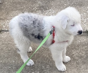 Australian Shepherd Puppy for sale in CLERMONT, FL, USA