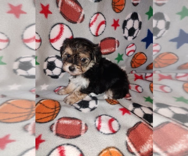 Medium Photo #12 Morkie Puppy For Sale in LAPEER, MI, USA