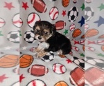 Small #11 Morkie