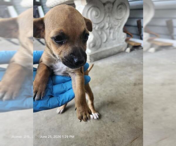 Medium Photo #1 Chihuahua Puppy For Sale in San Antonio, TX, USA