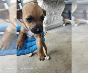 Chihuahua Dogs for adoption in San Antonio, TX, USA