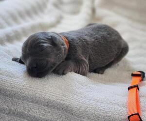 Medium Labrador Retriever
