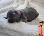 Puppy 4 Labrador Retriever