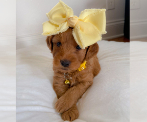 Goldendoodle Puppy for sale in DAHLONEGA, GA, USA