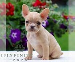 Small #2 French Bulldog