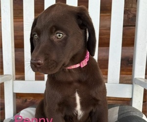 Labrador Retriever Litter for sale in MANSFIELD, MO, USA