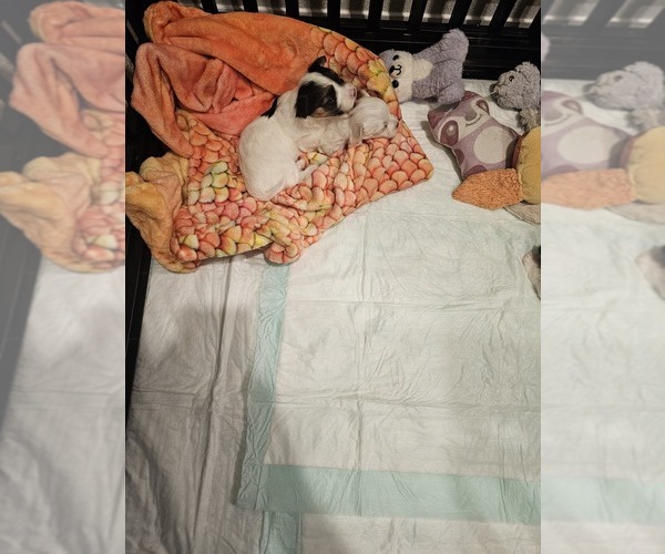 Medium Photo #11 Mal-Shi Puppy For Sale in LITHIA, FL, USA