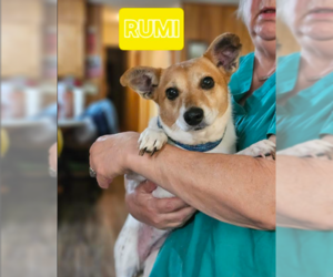 Chihuahua-Unknown Mix Dogs for adoption in Cranston, RI, USA