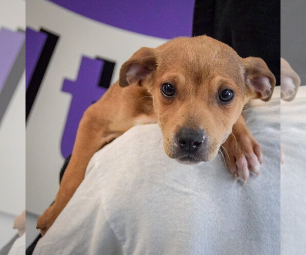 Medium Photo #6 Jack Russell Terrier-Unknown Mix Puppy For Sale in Huntley, IL, USA