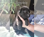 Small Photo #2 German Shepherd Dog Puppy For Sale in ASHVILLE, OH, USA