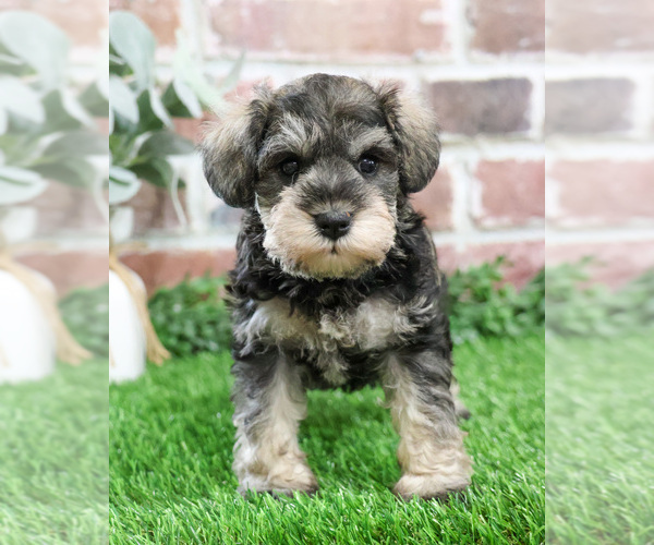 Medium Photo #8 Schnauzer (Miniature) Puppy For Sale in SYRACUSE, IN, USA
