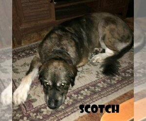 Scotch - Female Great Pyrenees-Leonberger Mix Dog for Adoption - Photo #2