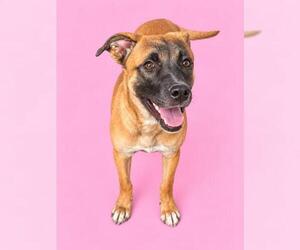 Mutt Dogs for adoption in HESPERIA, CA, USA