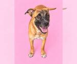 COCONUT - Female Mutt Dog for Adoption - Small photo