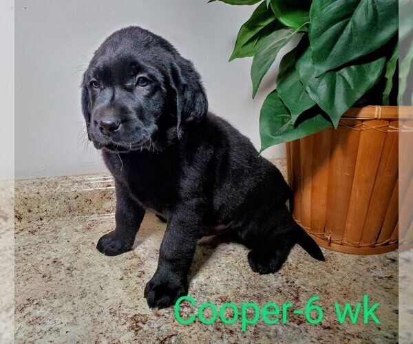 Full screen Photo #11 Labrador Retriever Puppy For Sale in CATO, NY, USA