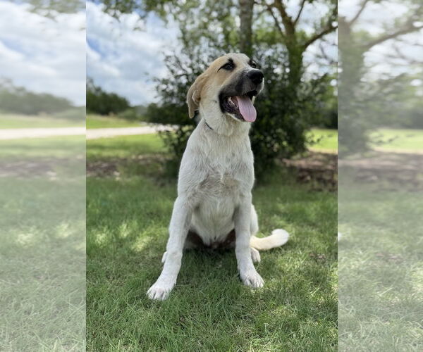 Medium Photo #6 Anatolian Shepherd-Retriever  Mix Puppy For Sale in PIPE CREEK, TX, USA