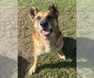 German Shepherd Dog Dogs for adoption in Riverside, CA, USA