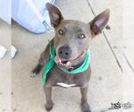 Small #4 Labrador Retriever Mix