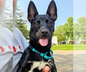 Chihuahua-Unknown Mix Dogs for adoption in Brooklyn Center, MN, USA