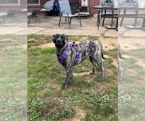 Poppy - Female Mastiff-Presa Canario Mix Dog for Adoption - Photo #2