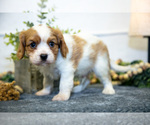 Small Photo #13 Cavalier King Charles Spaniel Puppy For Sale in GOSHEN, IN, USA