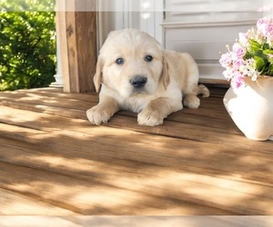 Golden Retriever Puppy for sale in NOVI, MI, USA