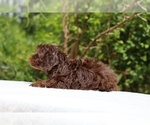 Small #6 ShihPoo