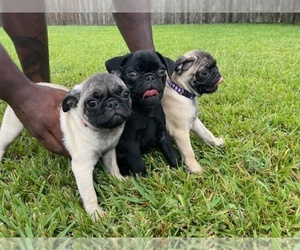 Pug Puppy for Sale in BROUSSARD, Louisiana USA