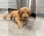 Small #2 Goldendoodle