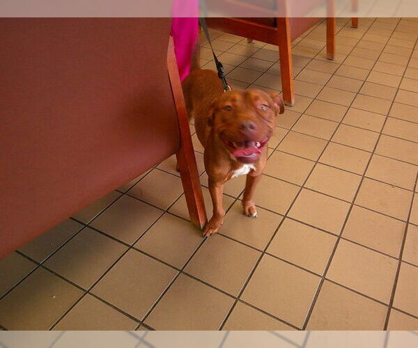 Medium Photo #1 American Staffordshire Terrier-Unknown Mix Puppy For Sale in Ocala, FL, USA