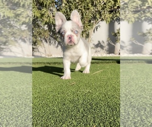 French Bulldog Puppy for sale in LAS VEGAS, NV, USA