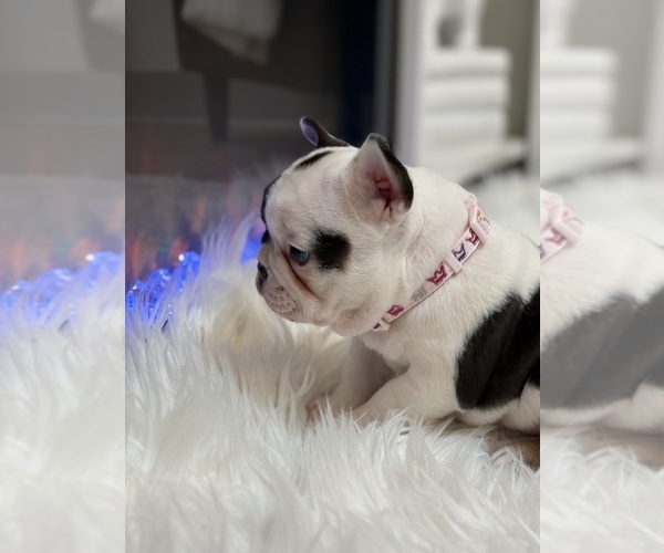 Medium Photo #9 French Bulldog Puppy For Sale in CINCINNATI, OH, USA