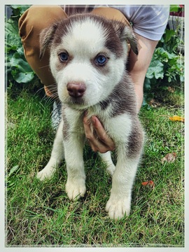 Medium Photo #1 Siberian Husky-Staffordshire Bull Terrier Mix Puppy For Sale in PORTLAND, OR, USA