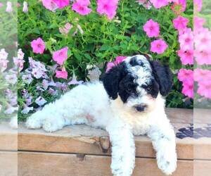 Poodle (Miniature) Puppy for sale in ARTHUR, IL, USA