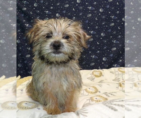 Medium Photo #8 Morkie Puppy For Sale in PATERSON, NJ, USA