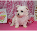 Small Photo #13 Maltese Puppy For Sale in CHANUTE, KS, USA