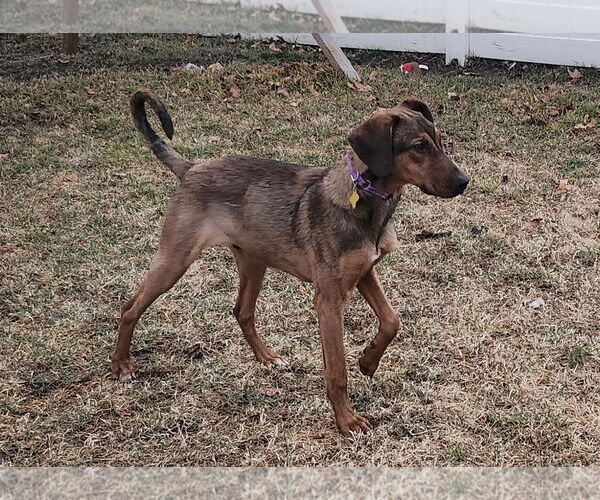Medium Photo #4 Unknown-Vizsla Mix Puppy For Sale in Sandy, UT, USA