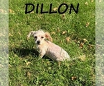Image preview for Ad Listing. Nickname: Dillon