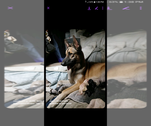 German Shepherd Dog Puppy for sale in COLTON, CA, USA