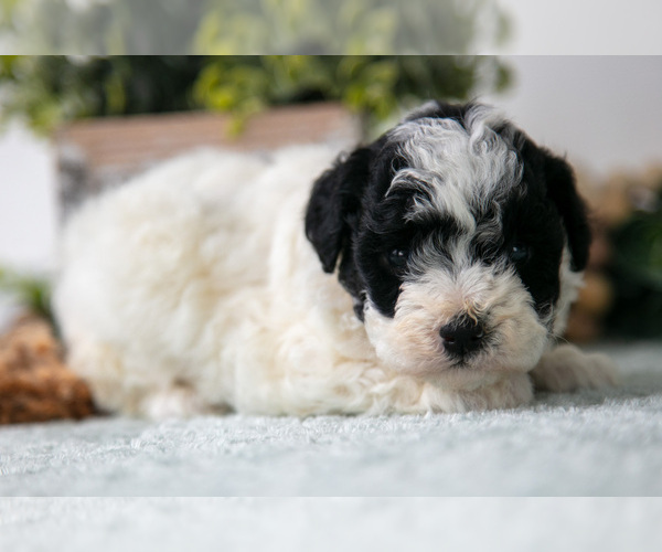 Medium Photo #1 Poodle (Miniature) Puppy For Sale in FARWELL, MI, USA