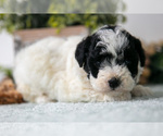 Puppy Murry Poodle (Miniature)