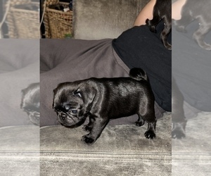 Pug Puppy for sale in MARTINSBURG, WV, USA
