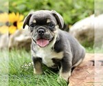 Image preview for Ad Listing. Nickname: Buddy