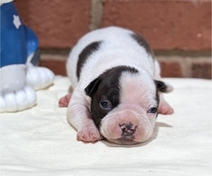 Boston Terrier Puppy for sale in HICKORY, NC, USA