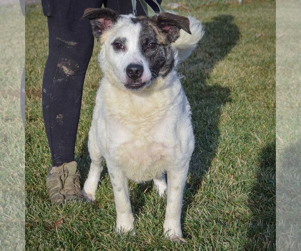 Medium Photo #23 American Staffordshire Terrier-Border Collie Mix Puppy For Sale in Huntley, IL, USA