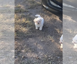 Shih Tzu Puppy for sale in AUSTIN, TX, USA