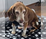 Small #3 Beagle