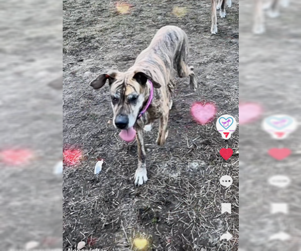 Medium Photo #5 Great Dane-Unknown Mix Puppy For Sale in Jackson Township, NJ, USA