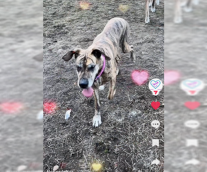 Dana - Female Great Dane-Unknown Mix Dog for Adoption - Photo #5